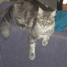 Maine Coon BlueBerry *R.I.P tumling*