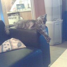 Maine Coon BlueBerry *R.I.P tumling*