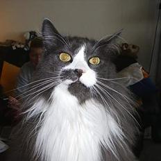 Norsk Skovkat Hampus, R.I.P. 