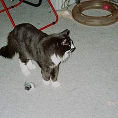 Norsk Skovkat Hampus, R.I.P. 