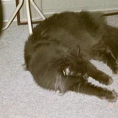 Norsk Skovkat Merlin