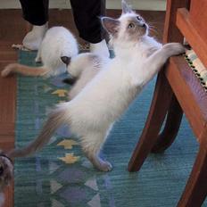 Ragdoll Harry R.I.P.