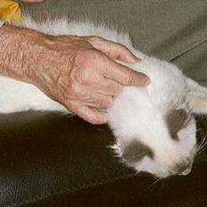 Ragdoll Harry R.I.P.