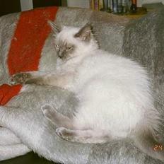 Ragdoll Harry R.I.P.