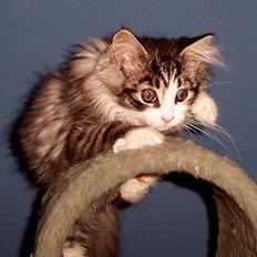 Maine Coon gallaxes galliano