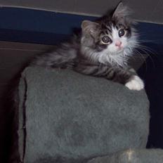 Maine Coon gallaxes galliano