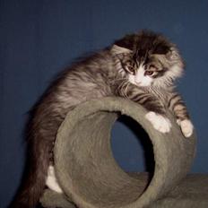 Maine Coon gallaxes galliano