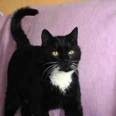 Huskat Holger *død*