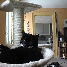 Huskat Holger *død*