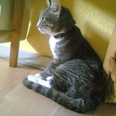 Blanding af racer Simba