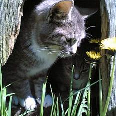 Blanding af racer Simba