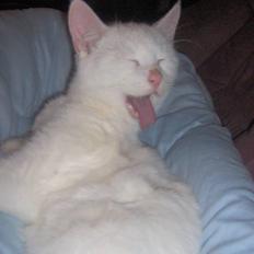 Blanding af racer Gizmo