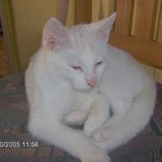 Blanding af racer Gizmo