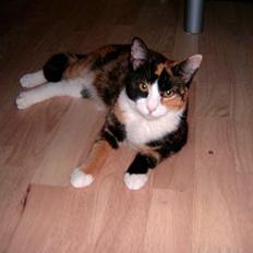 Blanding af racer Molly