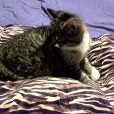 Blanding af racer Sabrina