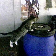 Blanding af racer Sabrina