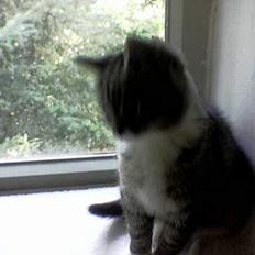 Blanding af racer Sabrina