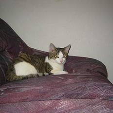 Blanding af racer vectra **DØD**