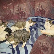 Blanding af racer vectra **DØD**