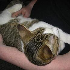 Blanding af racer vectra **DØD**