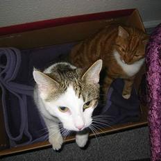 Blanding af racer Coupe****DØD ****