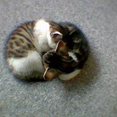 Blanding af racer Coupe****DØD ****