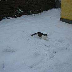 Blanding af racer Coupe****DØD ****