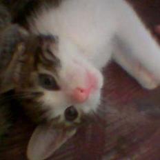 Blanding af racer Opel ****** DØD******