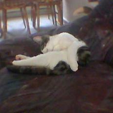 Blanding af racer Opel ****** DØD******