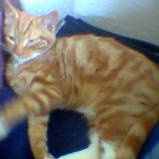 Blanding af racer Garfild *** DØD***