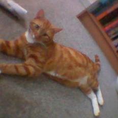 Blanding af racer Garfild *** DØD***