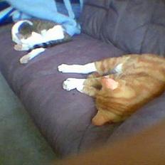 Blanding af racer Garfild *** DØD***