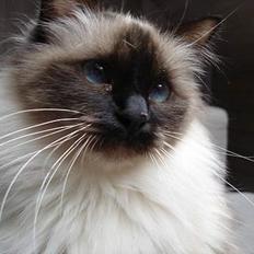 Hellig Birma Madonna (Minni) +R.I.P+ 