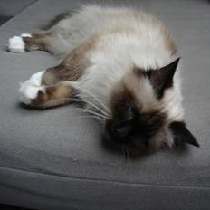 Hellig Birma Madonna (Minni) +R.I.P+ 