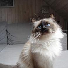 Hellig Birma Madonna (Minni) +R.I.P+ 