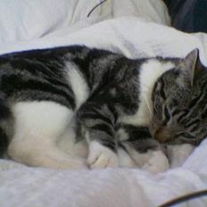 Blanding af racer Freja