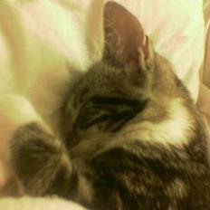 Blanding af racer Freja