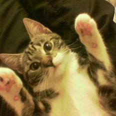 Blanding af racer Freja