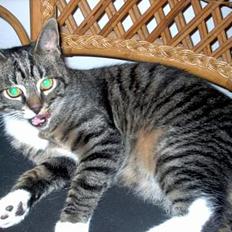 Blanding af racer Hr. Jensen