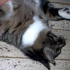 Blanding af racer Hr. Jensen