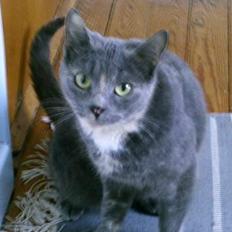 Blanding af racer Miv