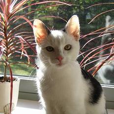 Blanding af racer dolf / lillemis