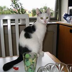 Blanding af racer dolf / lillemis