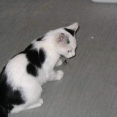 Blanding af racer dolf / lillemis