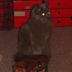 Blanding af racer Pjevs