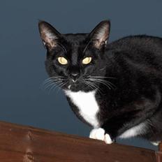 Blanding af racer Simon 