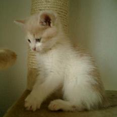 Blanding af racer Lilo 