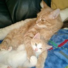 Blanding af racer Lilo 