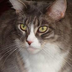 Maine Coon JOEY *død 29-07-2011*