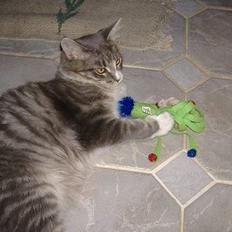 Maine Coon JOEY *død 29-07-2011*